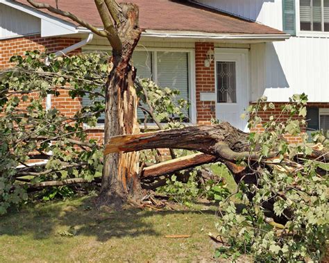 Where to drop off tree limbs from tornado damage